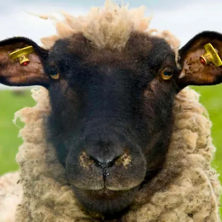 Rhoen Glueck - Mit Weitblick Appartement *